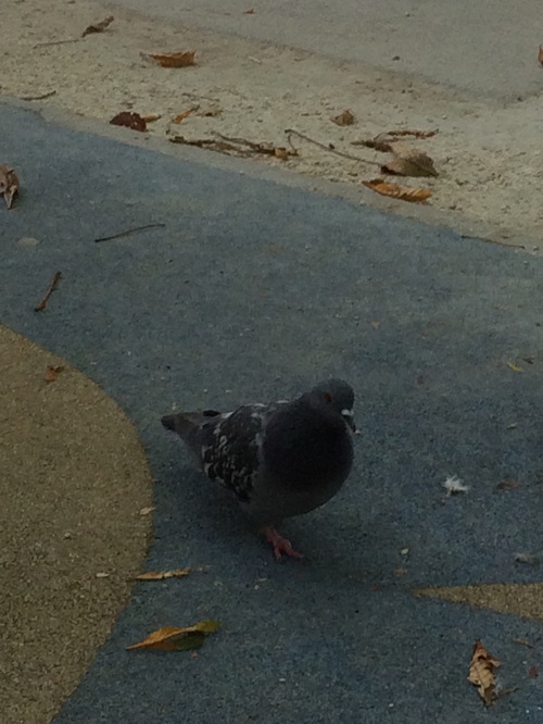 solitude of one legged dove
